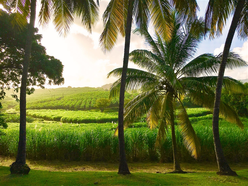 Martinique’s Top-Shelf Rum Scene